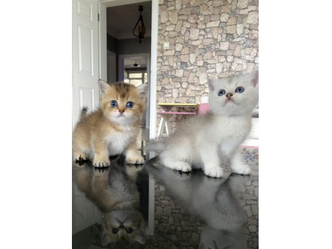 Irk Garantili British Golden Ve Silver Yavrularımız