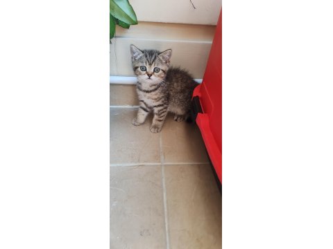 Scottish Fold Kedimiz