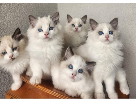 Kedilibab'dan Şecereli Show Kalite Ragdoll Kediler