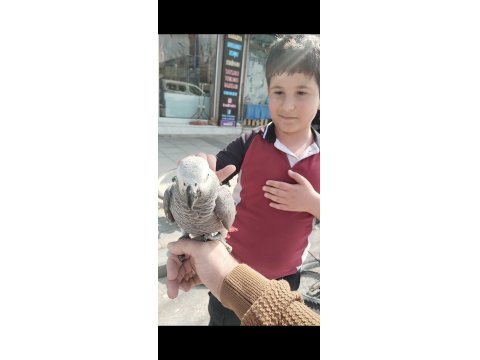 Jako Papağanı Ve Diğer Çeşitlerimiz Mevcuttur