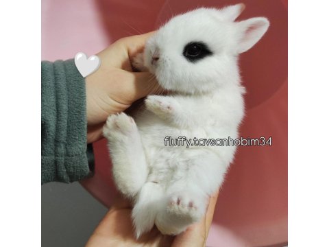 Sürme Göz - Cüce Tavşan Hotot