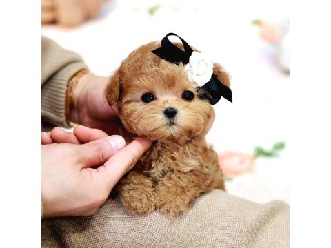 Toy Poodle Yavru Köpekler Ücretsiz Değildir