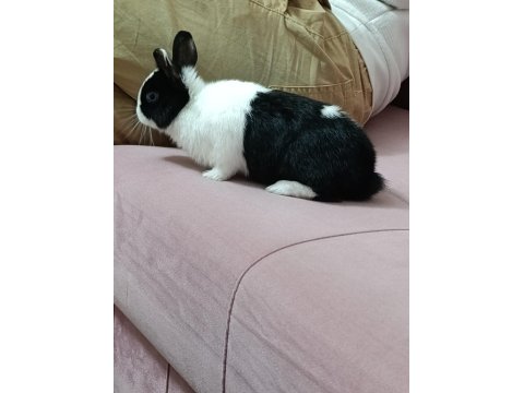 Hollanda Tavşanı