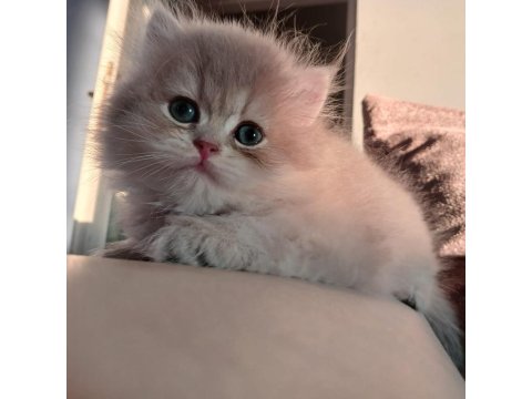 Show Kalite British Longhair Bebekler
