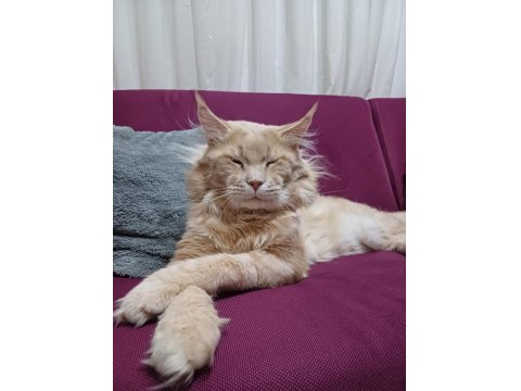 Xxl Boy Maine Coon Yavrular