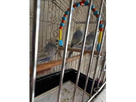 2 Aylık Muhabbet Kuşları Kendi Kuşlarımız