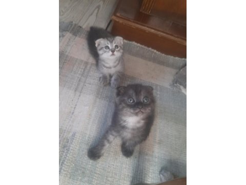 Bu Bebişler Çok Tatlı Scottish Fold