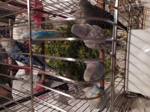 Ev Üretimi Yeni Yeme Düşen Muhabbet Kuşu Yavrular