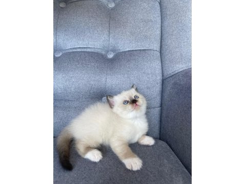 Blue Point Dişi Yavru British Shorthair
