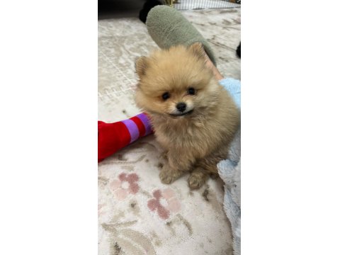 Kendi Üretimim Son 3 Yavru 60 Günlük Pomeranian Boo Bebekler