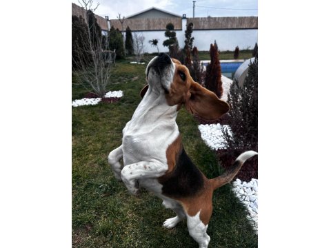 2 Yaşında Safkan Beagle