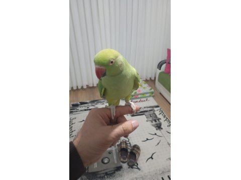 Evcil Çift Pakistan Papağanı Dişi Konuşuyor