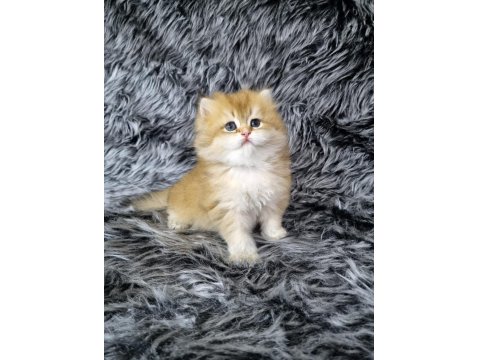 Organik British Güzellikler