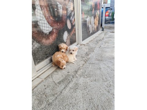 Kendi Köpeğimin Yavruları