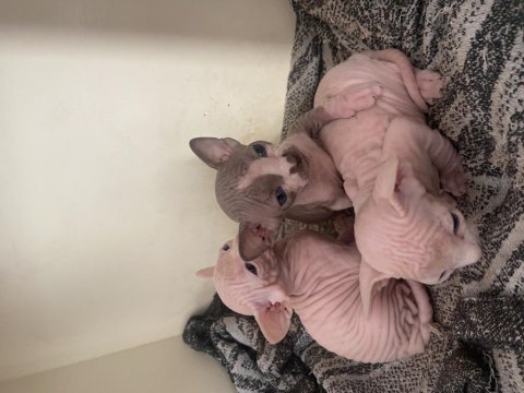 Sfenks Yavrularımız İçin Yuva Arıyoruz