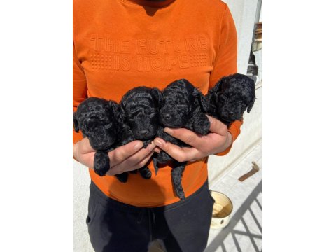 Irk Ve Sağlık Garantili Poodle 14 Adet Yavru