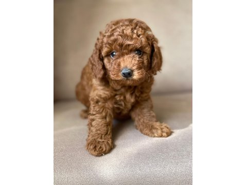 Toy Poodle Yavruları