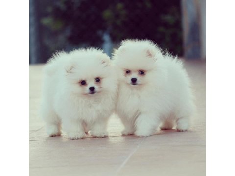 Pomeranian Boo Yavru Köpekler