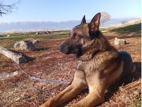 Malinois Yavrular