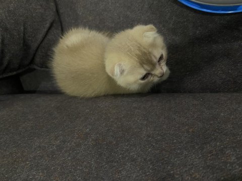 Scottish Fold Fındık Kızımıza Yuva Arıyoruz