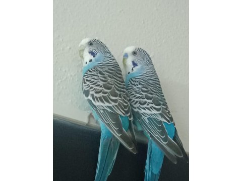 Hazır Eş Yavru Garantili Muhabbet Kuşları