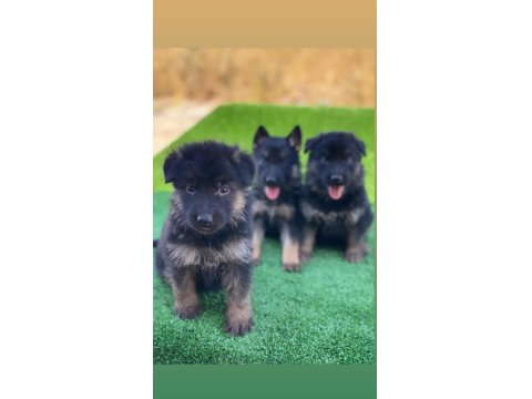 Showline Alman Kurdu Yavrularımız