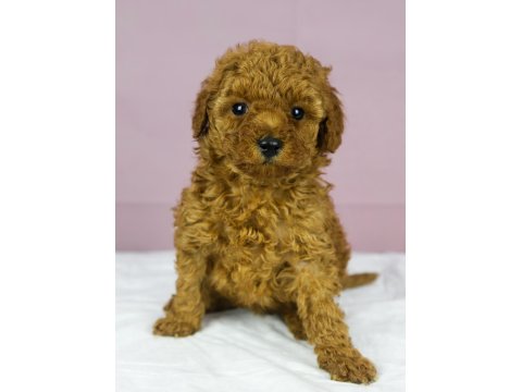 Red Brown Toy Poodle Bebeklerim