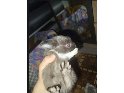 Mini Californian Mix Yavru Tavşanlar!