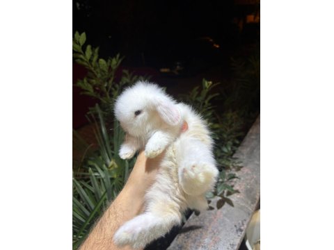 Safkan Hollanda Mini Cüce Tavşanlarımız Her Yere Gönderim