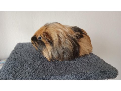 Acil Satılık Erkek Ve Ginepig