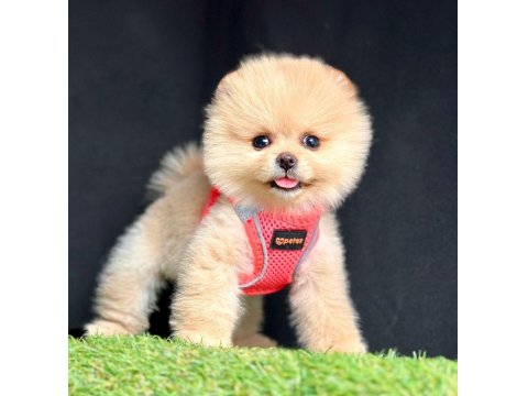 Safkan Ve Karneli Pomeranian Boo Yavrularımız