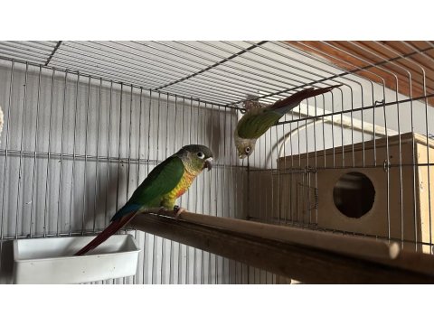 Yeni Eşleme Konur Papağanı Takım