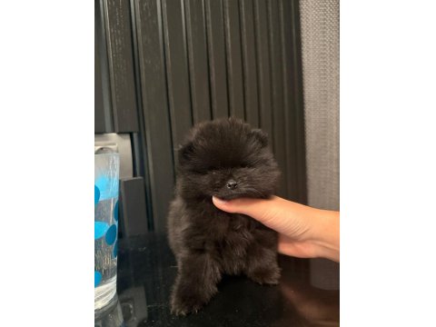 Siyah Nadir Renk Pomeranian