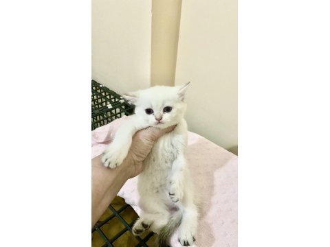 Bembeyaz Mavi Gözlü British Shorthair Kız