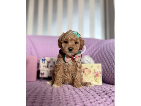 Maltipoo Mini Ve Güzel Bebekleri