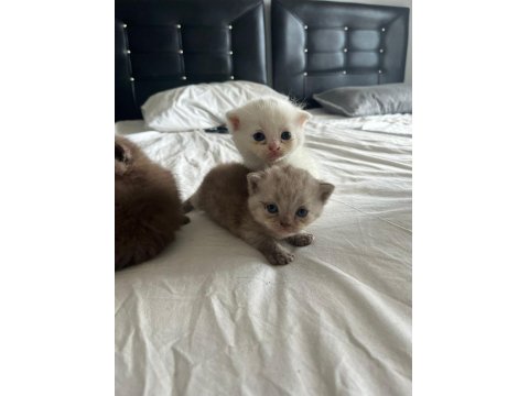 20 Günlük Scottish Ve British Yavrularımız