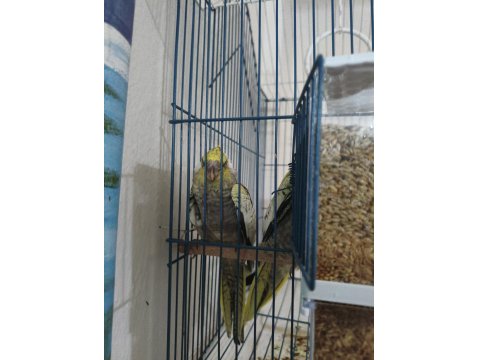 1 Aylık Yeme Alışmış Sultan Papağanları