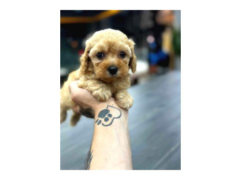 Teacup Mikro Boy Maltipoo Bebekler