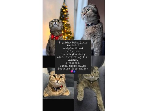 Kesik Kulak Scottish Fold Golden