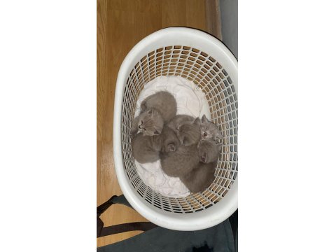 Mavi Gözlü Orjinal British Yavru Bebekler