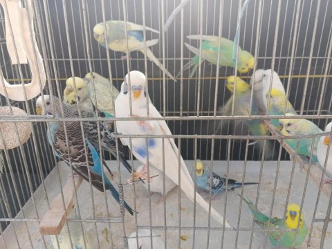 Yetişkin Erkek Dişi Muhabbet Hazır Kuşlar