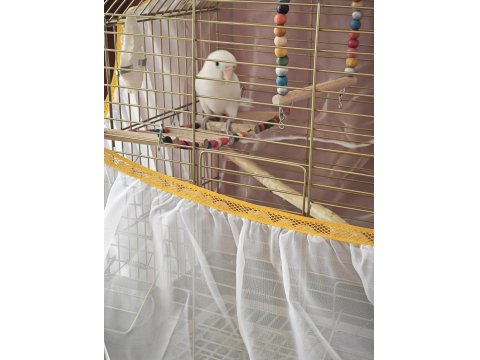 Acil Satılık Albino Cennet Papağanı