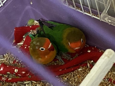 Satılık Sağlıklı Cennet Papağanı Çifti