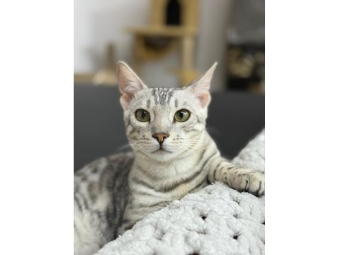 Gümüş Bengal Erkek 10 Aylık Sağlıklı Ve Uysal