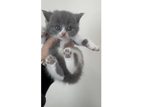 Sevgi Dolu British Shorthair Yavrularımız