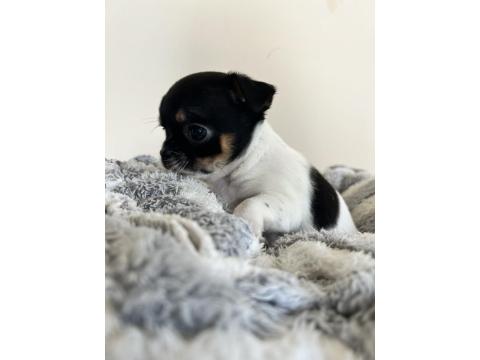 Elma Kafa Küt Burun Chihuahua Bebekler