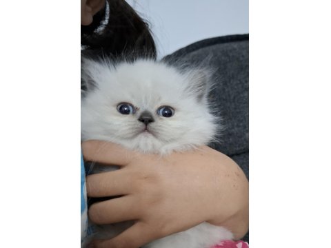 2 Aylık Erkek British Longhair