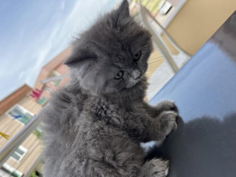 British Longhair Dişi