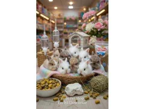 Çok Tatlı Yavru Aslanbaş Türü Tavşanlar Renk Renk