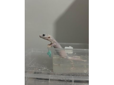 Çok Uyguna Döllenmiş Leopard Gecko Nadir Morf (Het)